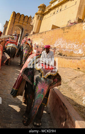 Gli elefanti di prendere i turisti per la parte superiore del Forte Amer (Forte Amber), Amer, Rajasthan, India, Asia centrale Foto Stock