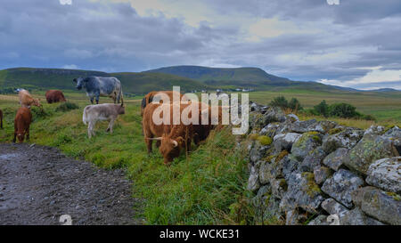 Highland bovini (Gaelico Scozzese: Bò Ghàidhealach; Scots: Heilan coo) sono un scozzese bovini di razza. Essi hanno lunghe corna e lunga, ondulato lanosi cappotti t Foto Stock