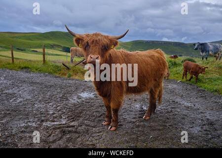 Highland bovini (Gaelico Scozzese: Bò Ghàidhealach; Scots: Heilan coo) sono un scozzese bovini di razza. Essi hanno lunghe corna e lunga, ondulato lanosi cappotti t Foto Stock