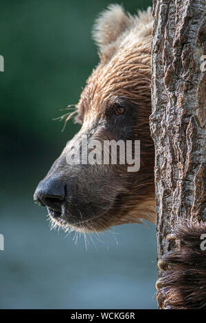 Dettaglio del volto di un orso grizzly sfregamento contro un albero, Ursus arctos horribilis, orso bruno, Nord America, Canada, Foto Stock