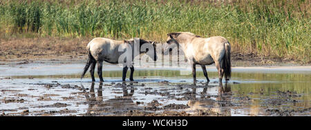 Pony Selvaggi Alla Laguna Foto Stock