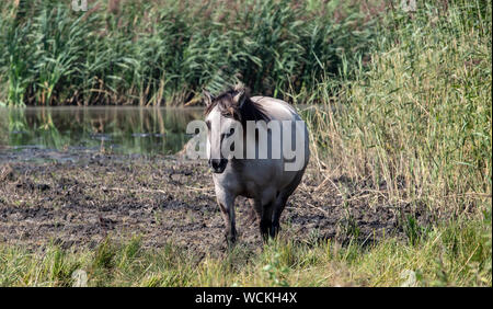 Pony Selvaggi Alla Laguna Foto Stock