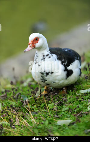 Anatra muta Foto Stock
