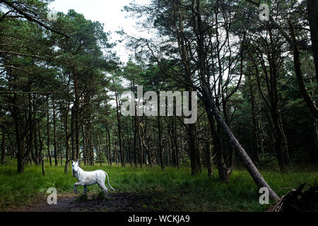 Unicorno bianco sul Pendle sentiero delle sculture, Aitken legno, orzo, Lancashire, Regno Unito Foto Stock