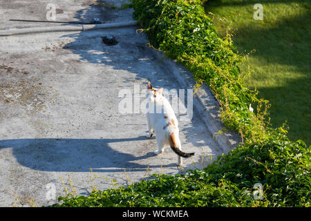 Interno bianco shorthair cat in esecuzione sul marciapiede guardando la fotocamera e spuntavano lingua Foto Stock