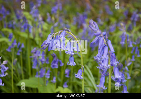 Bluebells in una radura soleggiata, Foto Stock