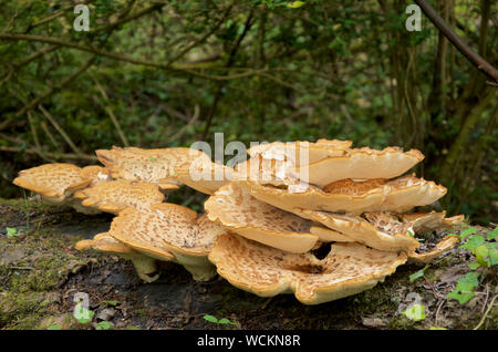Polyporus squamosus comunemente noto come Dryad la sella, una staffa di funghi. Foto Stock