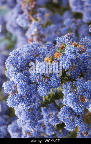 Un'ape raccoglie il nettare dei fiori del Ceanothus 'Dark Star' noto anche come la California o lilla californiano Foto Stock