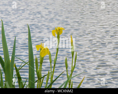 Bandiera gialla Iris sulle rive di un lago con increspature sull'acqua. Foto Stock