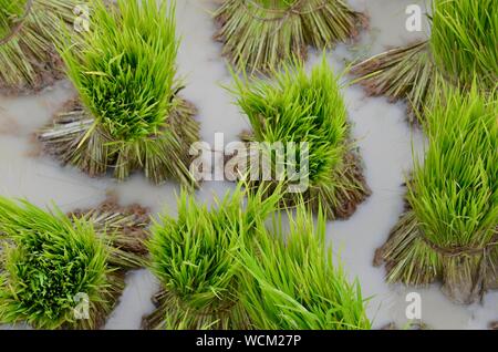 Meraviglioso il riso Foto Stock