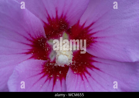 Close up di rosa di Sharon fiore Foto Stock