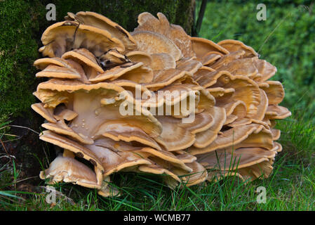 Fungo giallo (laetiporous solforose) noto come 'pollo del bosco' crescendo alla base di un albero sulla collina Culbone nel Parco Nazionale di Exmoor Foto Stock