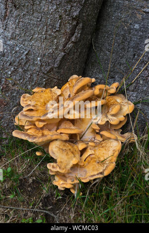 Fungo giallo (laetiporous solforose) noto come 'pollo del bosco' crescendo alla base di un albero sulla collina Culbone nel Parco Nazionale di Exmoor Foto Stock