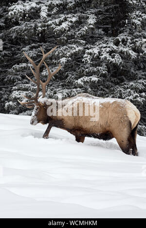 Elk / Wapiti ( Cervus canadensis ), Bull in inverno, pawing la neve, alla ricerca di cibo, il bordo di una foresta, Parco Nazionale di Yellowstone, Wyoming,STATI UNITI D'AMERICA. Foto Stock