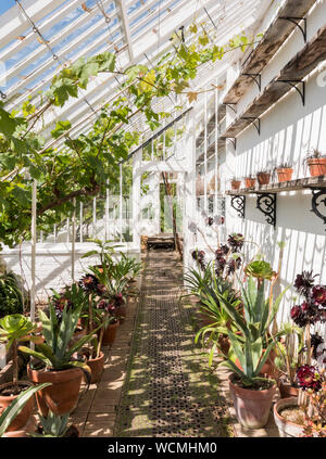 All'interno delle serre, estate al Lost Gardens of Heligan, Cornwall Foto Stock