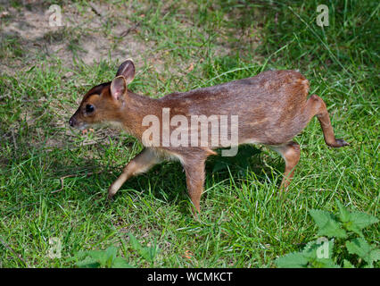 Uvenile Reeve's Munjac (muntiacus reevesi) Foto Stock