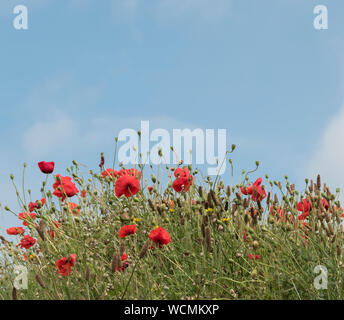 Fiori selvatici che crescono in sul sagrato di San Uny chiesa parrocchiale, Lelant, Cornwall Foto Stock