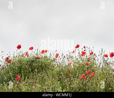 Fiori selvatici che crescono in sul sagrato di San Uny chiesa parrocchiale, Lelant, Cornwall Foto Stock