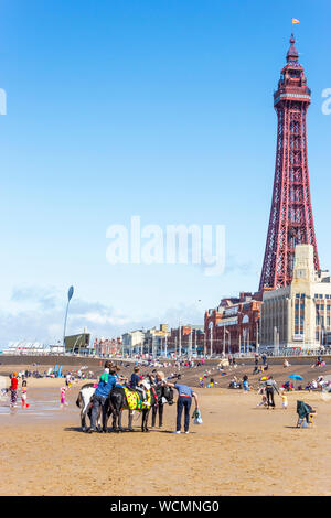Blackpool, costa di Fylde, Lancashire, Inghilterra. Asino passeggiate sulla spiaggia e la Torre di Blackpool in background. Foto Stock