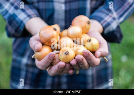 Agricoltore detiene un raccolto fresco cipolle nelle sue mani, gli ortaggi biologici da giardino Foto Stock