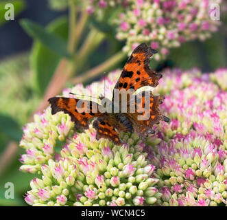 La Butterfly, virgola Polygonia Foto Stock