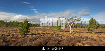 Morto di pino silvestre tree (Pinus sylvestris) nella brughiera / heath, Cairngorms National Park, Badenoch e Strathspey, Scotland, Regno Unito Foto Stock