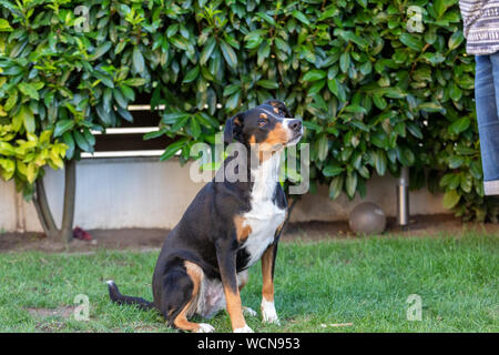 La Appenzeller mountain dog sitter in erba all'aperto Foto Stock
