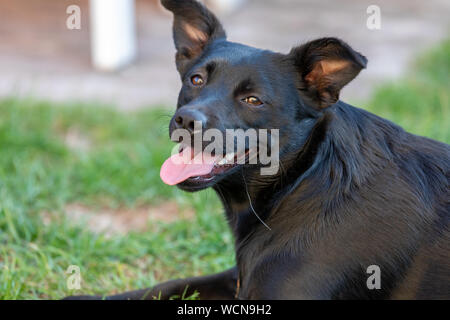 Un piccolo cane nero all'aperto in erba verde. Il cane è un misto di un Labrador retriever. Foto Stock