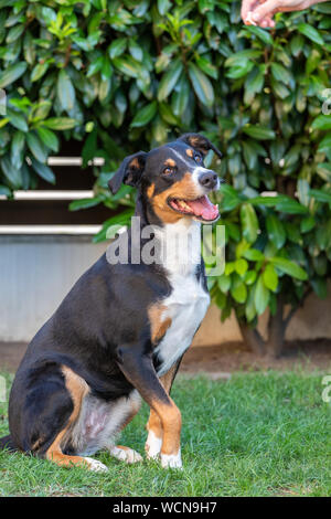 La Appenzeller mountain dog sitter in erba all'aperto Foto Stock