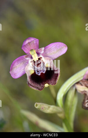Sawfly Orchidea (Ophrys tenthredinifera) close-up di fiore singolo, Rodi, Grecia, Aprile Foto Stock