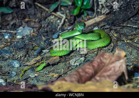 Grande e bel eyed viper pronto per la caccia di notte Foto Stock