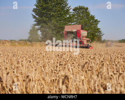 Un Massey Ferguson 7278 Cerea mietitrebbia lavora in un campo di grano invernale durante l'estate periodo di raccolto Foto Stock