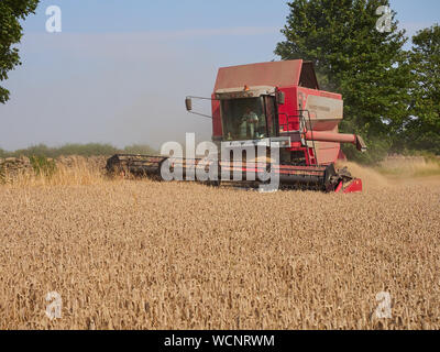 Un Massey Ferguson 7278 Cerea mietitrebbia lavora in un campo di grano invernale durante l'estate periodo di raccolto Foto Stock