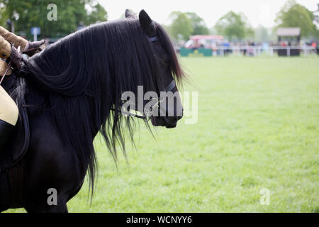 Testa di un cavallo nero in competizioni di dressage Foto Stock