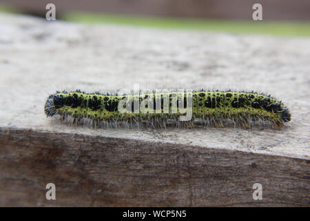 Un cavolo bianco bruco strisciare lungo un pezzo di legno Foto Stock