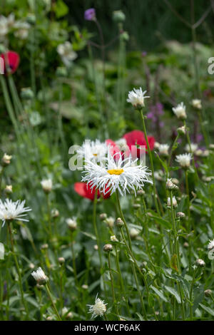 Leucanthemum x superbum 'Phyllis smith". Shasta daisy fiore. Marguerite 'Phyllis smith". Crisantemo massimo 'Phyllis smith' Foto Stock