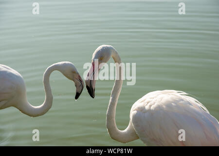 Coppia romanica di Flamingo. Due uccelli sono vicini uno all'altro. Foto Stock