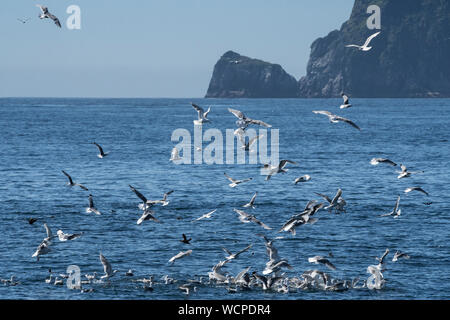 Nord America; Stati Uniti; Alaska; Chiswell isole; fauna; uccelli; uccelli marini;i gabbiani e nero-gambe; Kittiwakes Frenesia. Foto Stock
