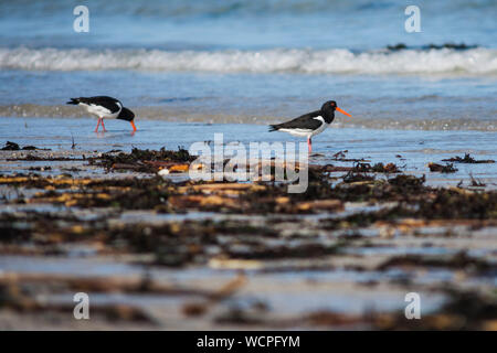 Alimentazione Oystercatchers sul litorale Foto Stock