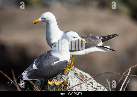 Coppia di grande nero-backed gabbiani su una cengia rocciosa, Lundy Island. Foto Stock