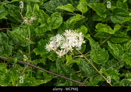 Fiori bianchi di Clematis vitalba o uomo vecchio con la barba o traveller's gioia, una scalata di fiori selvaggi Foto Stock
