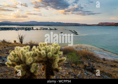 Una splendida Cholla cactus è il soggetto di questa immagine del Lago di piacevole e marina durante il tramonto. Foto Stock
