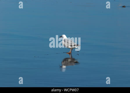 Gabbiano comune seduta sul bordo dell'acqua Foto Stock