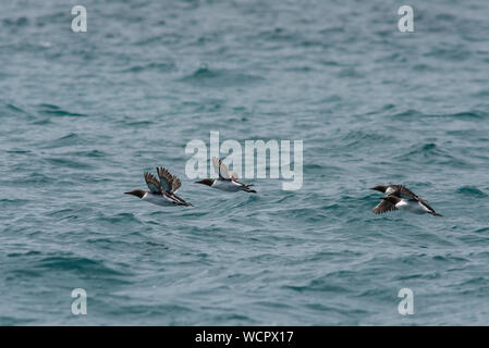 Tre guillemots volando sul mare aperto. Foto Stock