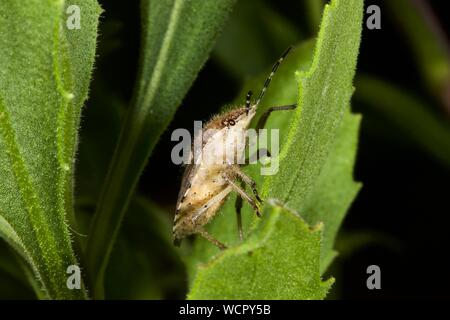 Brown marmorated stink bug (Halyomorpha halys) Foto Stock