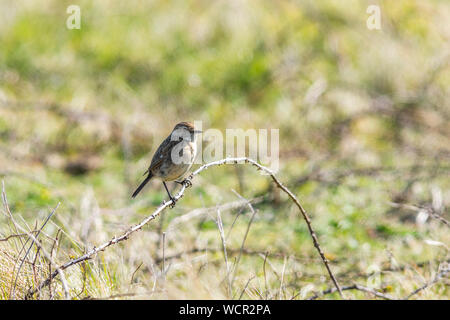 Stonechat femmina su superfici curve rovo, uno sfondo morbido Foto Stock