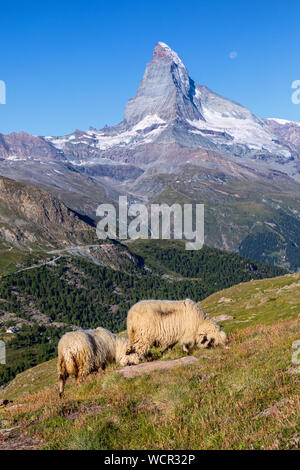 Pecora nosa del Vallese con il Cervino sullo sfondo, Zermatt, Vallese, Svizzera Foto Stock