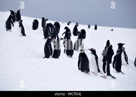 Un gruppo di piccoli pinguini Gentoo tentare di scappare in Antartide, sul ghiaccio Foto Stock