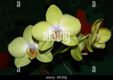 Giallo orchidee Phaleonopsis su sfondo nero Foto Stock