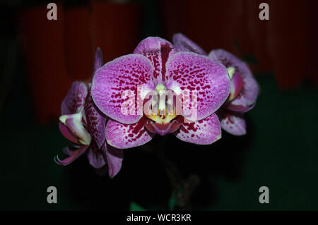Viola orchidee Phaleonopsis su sfondo nero Foto Stock